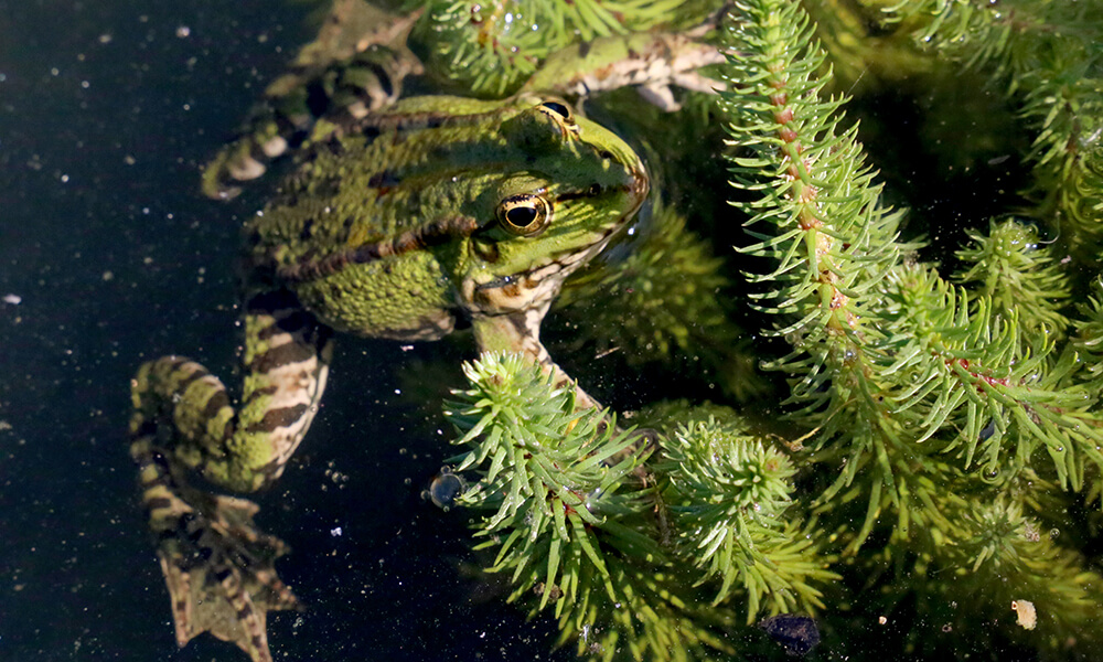 grenouille ou crapeau